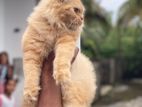 Persian Cat