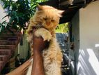 Persian Cat