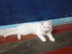 Persian Cat