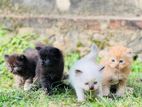 Persian Kittens