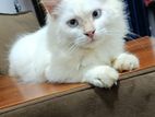 Persian Cat