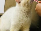 Persian Cat
