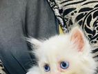 Persian Cat
