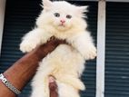 Persian Cat