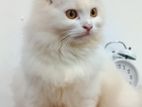 Persian Cat