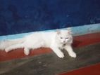 Persian Cat