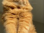 Persian Cat
