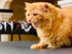 Persian Cat