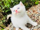 Persian Cat