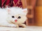 Persian Cat