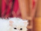 Persian Cat