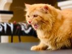 Persian Cat
