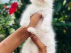 Persian Cat