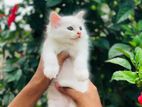 Persian Cat