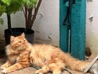 persian cat