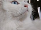 Persian Cat