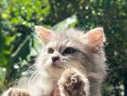 Persian Cat