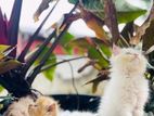 Persian Kitten