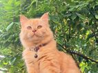 Persian cat