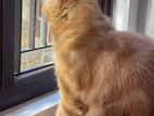 Persian Cat