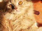 Persian Cat