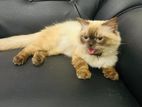 Persian Cat