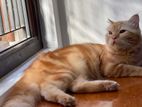 Persian Cat