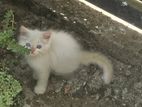 Persian cat