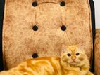Persian Cat