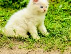 Persian Cat