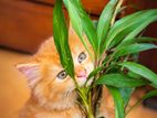 Persian Cat