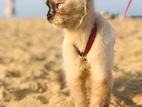 Persian Cat