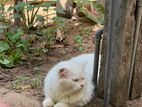 Persian Cat