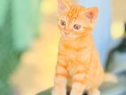 Persian Cat