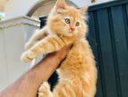 Persian Cat