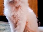 Persian Cat