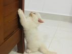 Persian Cat