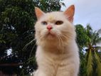 Persian Cat