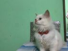Persian Cat