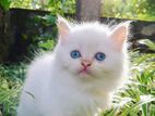 Persian Cat