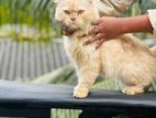 Persian Cat
