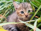 Persian Kittens