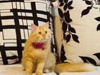 Persian cat