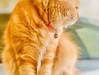 Persian cat