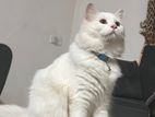 Persian cat