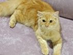 Persian Cat