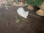 Persian Cat