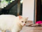Persian Cat