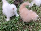 Persian Kittens