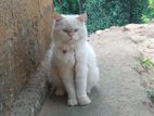 Persian cat ..